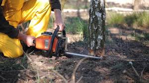 Professional Tree Removal and Landscaping Services in Denver City, TX